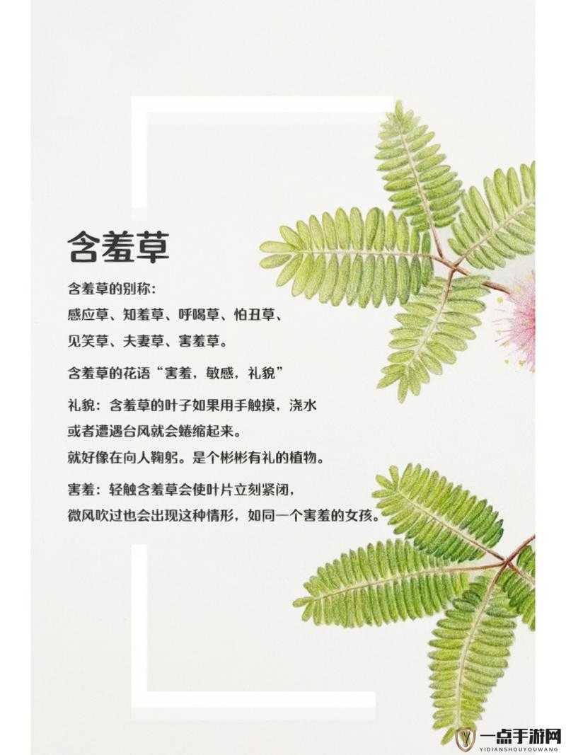 含羞草品种盘点：含羞草四大经典品种